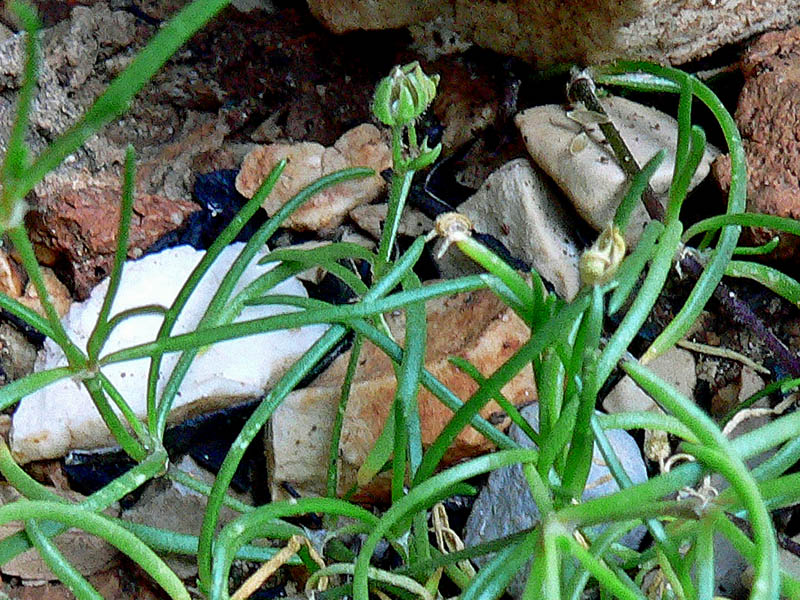 Pianta particolare da determinare - Spergularia sp.